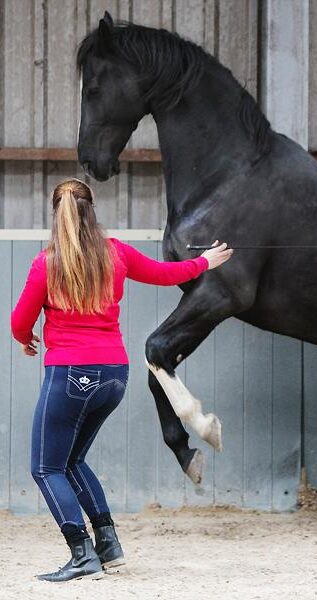online training voor jou en je paard all in 1 for horses